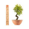 Punica granatum nejikan - B5332