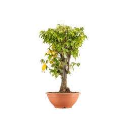 Zelkova serrata - B5337