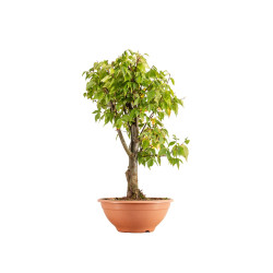 Zelkova serrata - B5337
