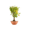 Zelkova serrata - B5337