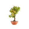Zelkova serrata - B5337