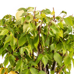 Zelkova serrata - B5337