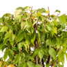 Zelkova serrata - B5337