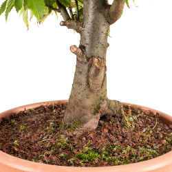 Zelkova serrata - B5337