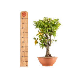 Zelkova serrata - B5337