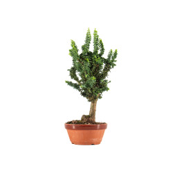 Sekka Hinoki - B5325