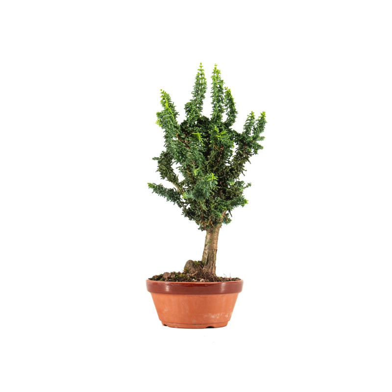 Sekka Hinoki - B5325