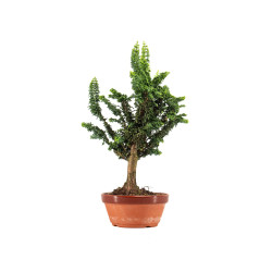 Sekka Hinoki - B5325