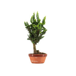 Sekka Hinoki - B5325