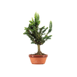 Sekka Hinoki - B5325