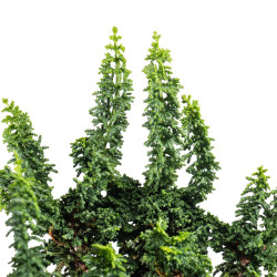 Sekka Hinoki - B5325