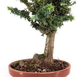 Sekka Hinoki - B5325