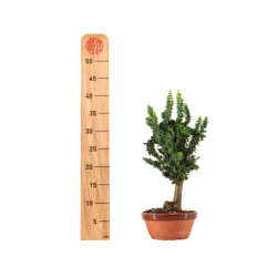 Sekka Hinoki - B5325