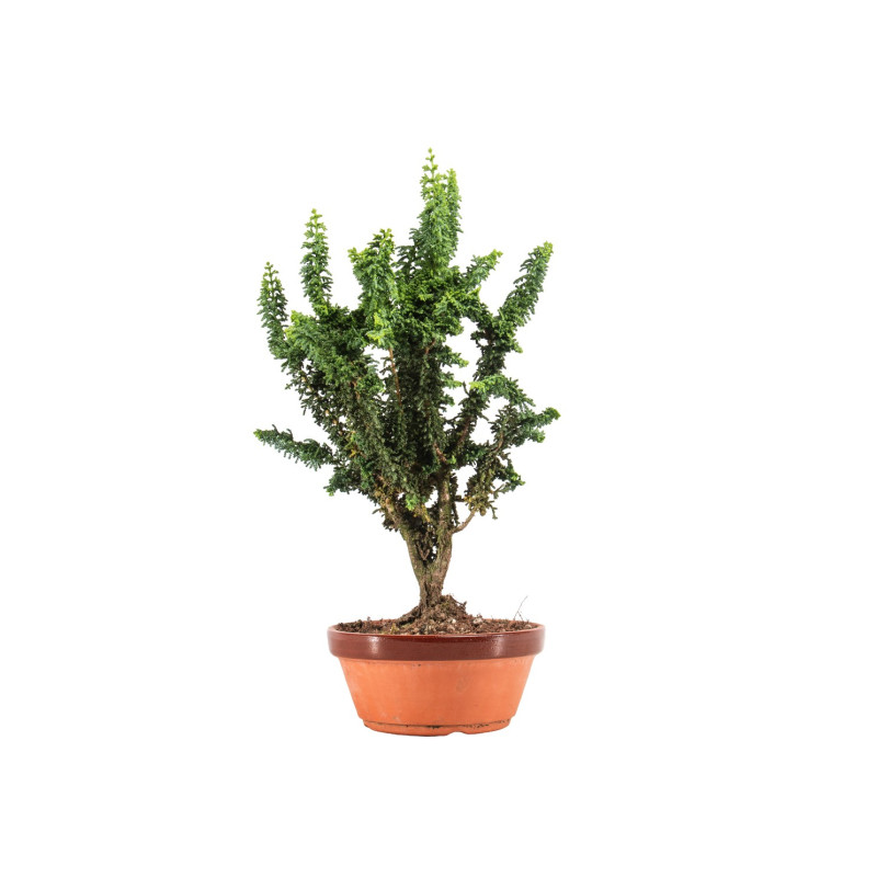 Sekka Hinoki - B5326