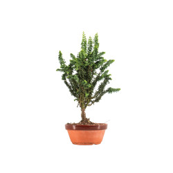 Sekka Hinoki - B5326