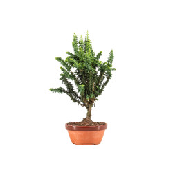 Sekka Hinoki - B5326