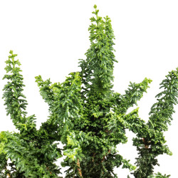 Sekka Hinoki - B5326