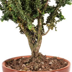 Sekka Hinoki - B5326