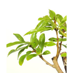 Punica granatum nejikan