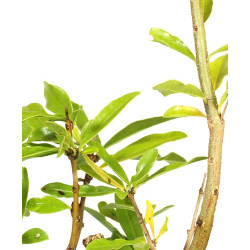 Punica granatum nejikan