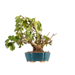 Ficus carica - B5346