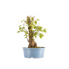 Prunus mahaleb - B5368