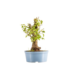 Prunus mahaleb - B5368
