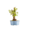 Prunus mahaleb - B5368