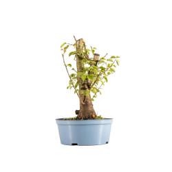 Prunus mahaleb - B5368