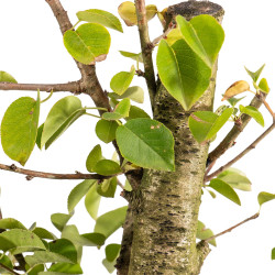 Prunus mahaleb - B5368