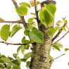 Prunus mahaleb - B5368