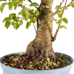Prunus mahaleb - B5368