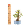 Prunus mahaleb - B5368