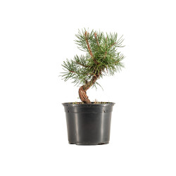 Pinus sylvestris - B5351