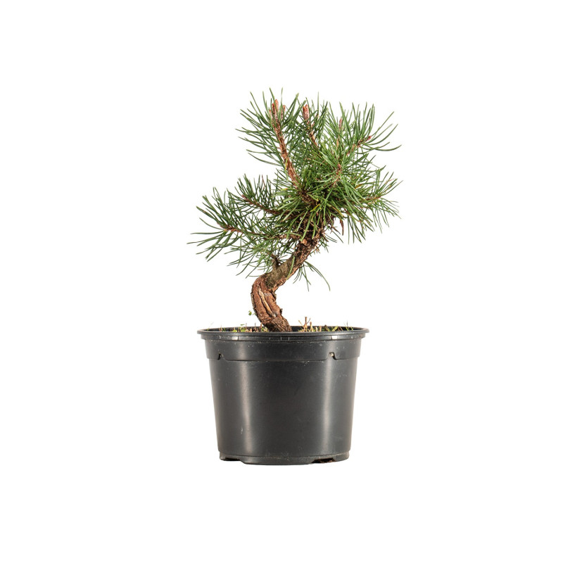 Pinus sylvestris - B5351
