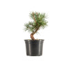 Pinus sylvestris - B5351