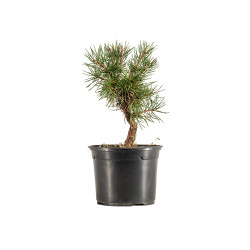 Pinus sylvestris - B5351