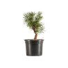 Pinus sylvestris - B5351