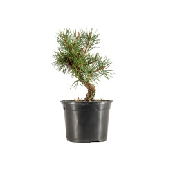 Pinus sylvestris - B5351