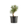 Pinus sylvestris - B5351
