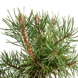 Pinus sylvestris - B5351