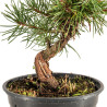 Pinus sylvestris - B5351