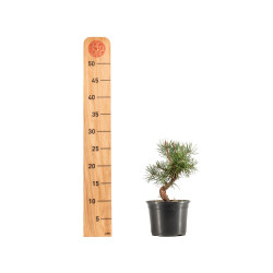Pinus sylvestris - B5351