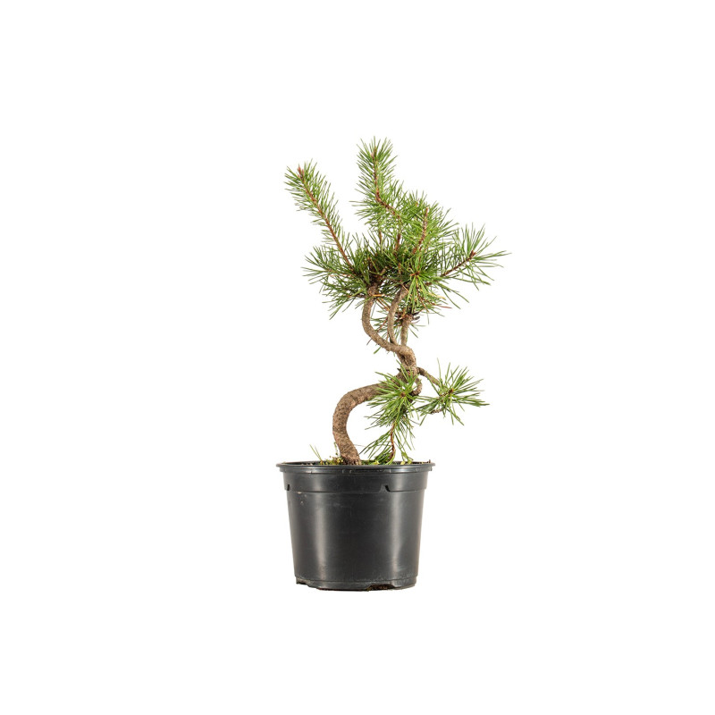 Pinus sylvestris - B5350