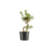 Pinus sylvestris - B5350