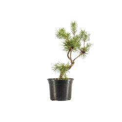 Pinus sylvestris - B5350