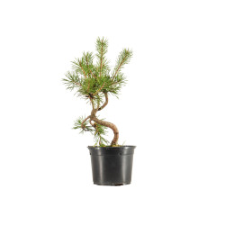 Pinus sylvestris - B5350