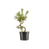 Pinus sylvestris - B5350