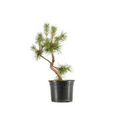 Pinus sylvestris - B5350