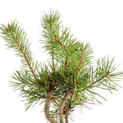 Pinus sylvestris - B5350